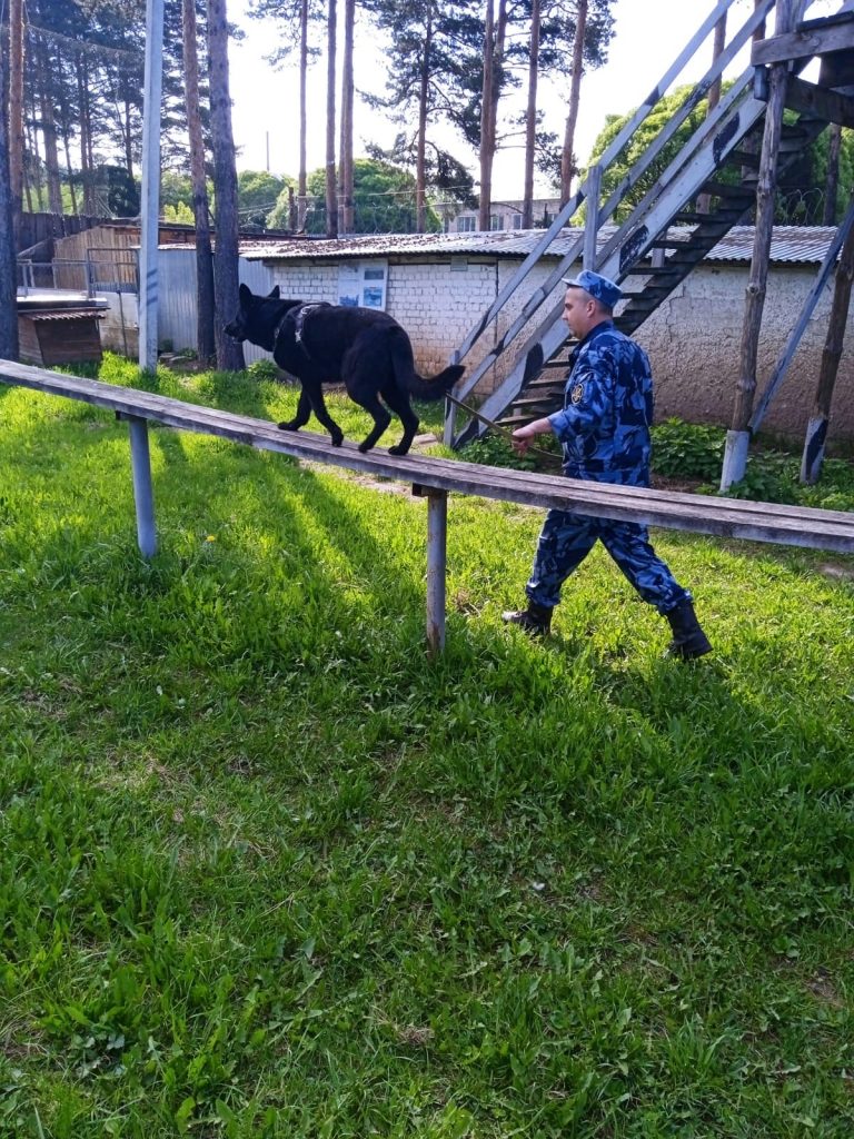 Когда собака на службе у человека - Наше слово. Кохма, Ивановский район  Ивановской области